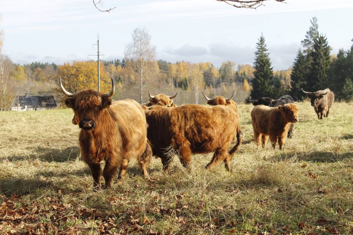 Kalyna Saturday school from Valga visits a farm near Jaska järv